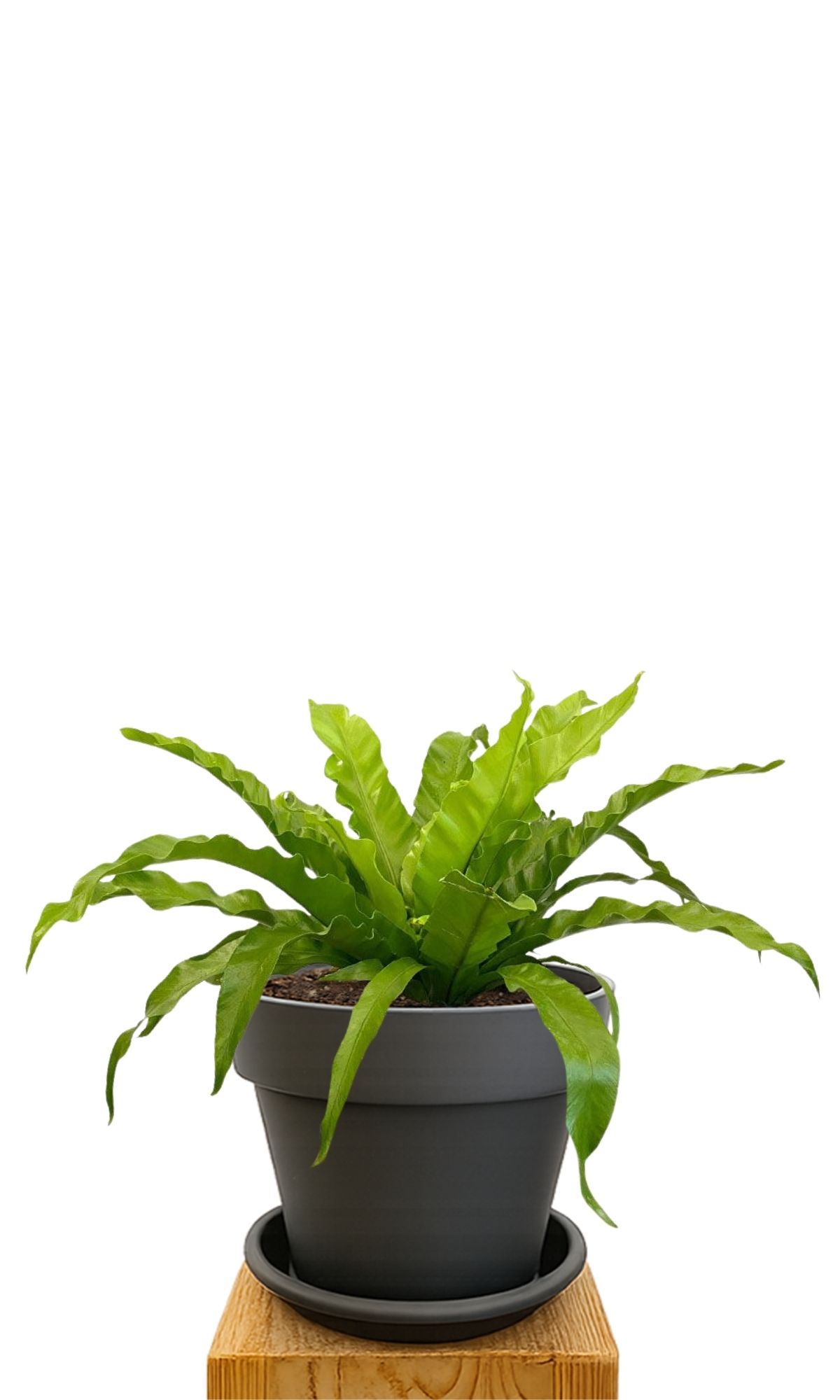 Kit de plantation 30 Anthracite